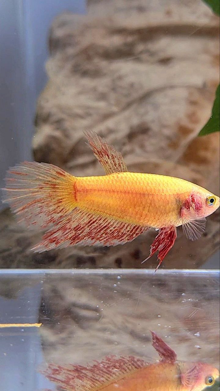 FEMALE HALFMOON SUPER VANDA YELLOW BETTA FISH