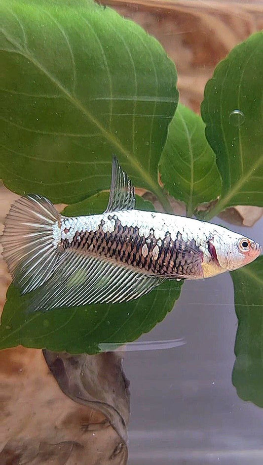 FEMALE HALFMOON BLACK SAMURAI COPPER BETTA FISH