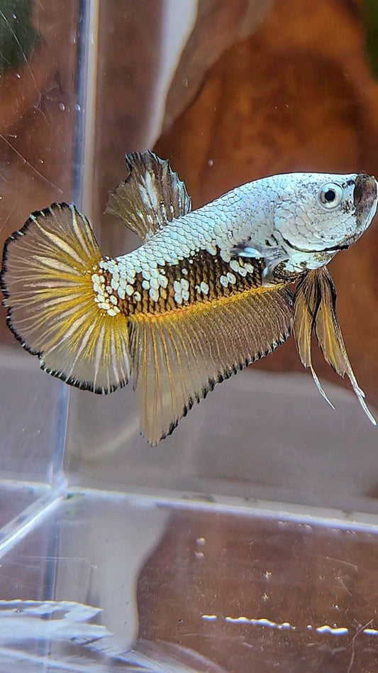 PLAKAT BLACK SAMURAI SNOW YELLOW BETTA FISH