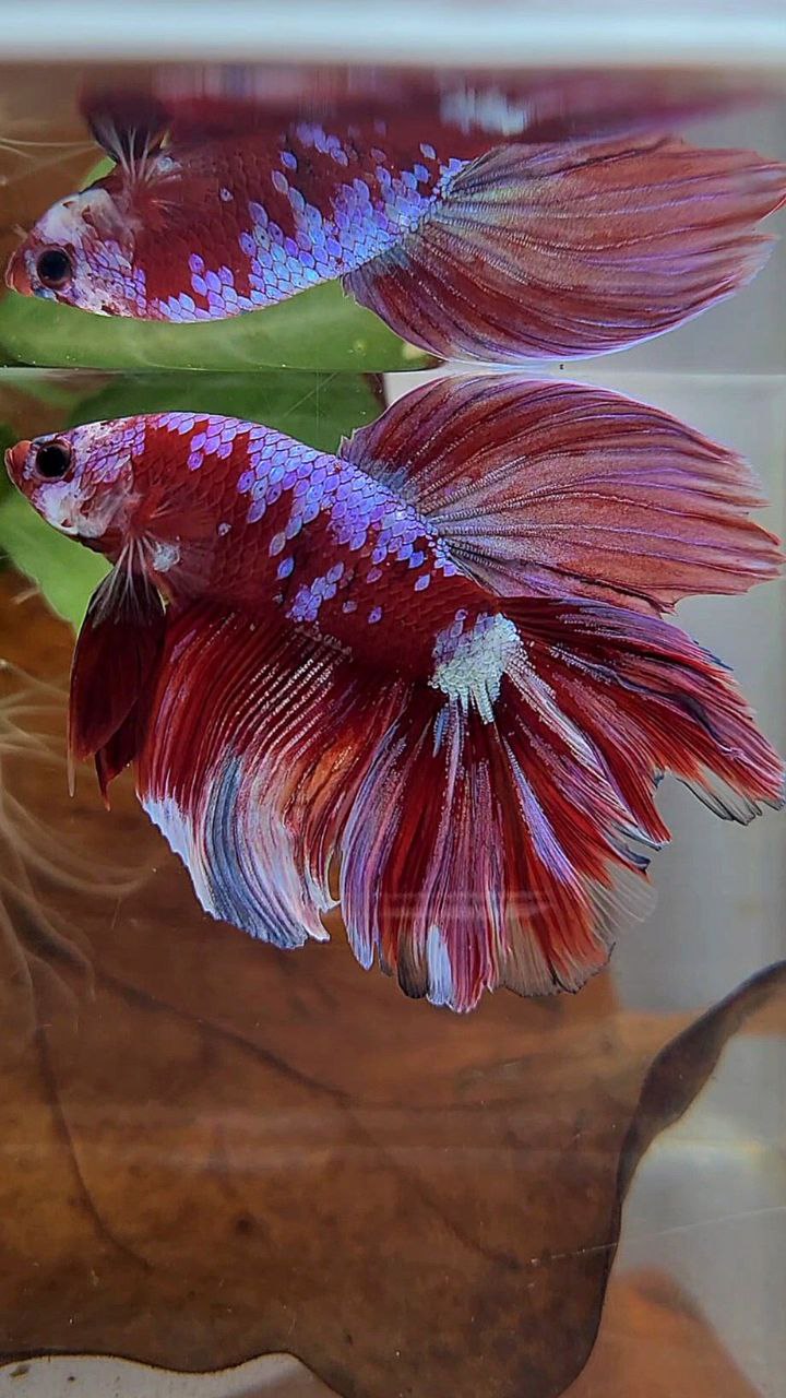 HALFMOON DOUBLE TAIL BARONGSAI RED PURPLE GALAXY MULTICOLOR BETTA FISH minus little warts
