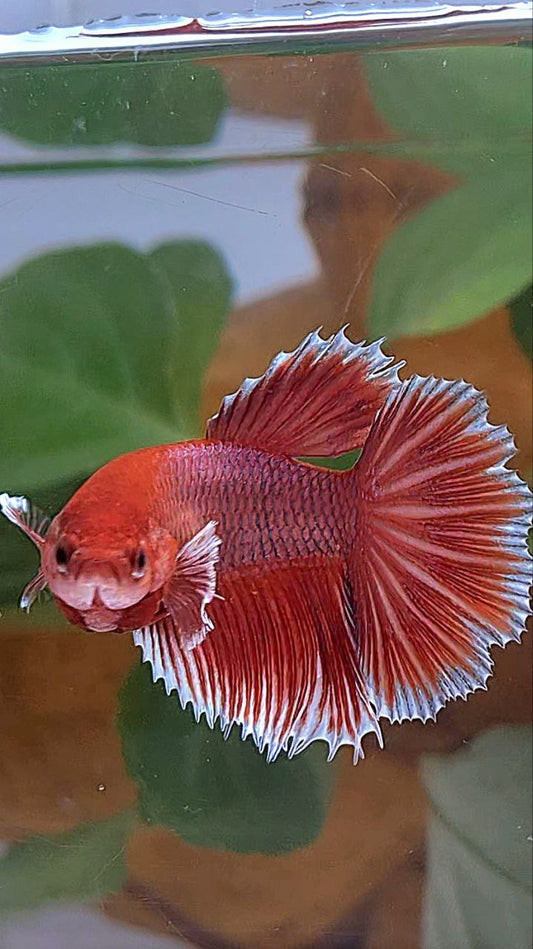 XL FEMALE HALFMOON ROSETAIL BIG EAR ORANGE PINEAPPLE BETTA FISH