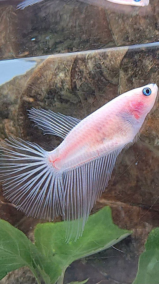 FEMALE HALFMOON CELLOPHANE TRANSPARENT BETTA FISH