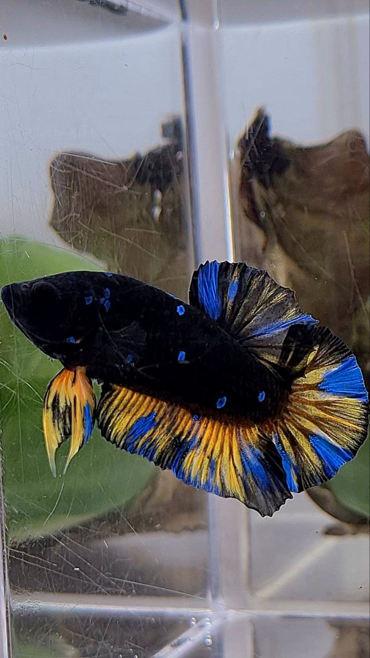 PLAKAT BLACK GALAXY BLUE AVATAR YELLOW THUNDER BETTA FISH