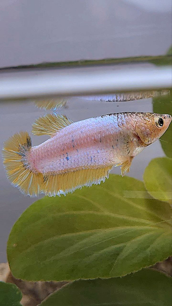 FEMALE HALFMOON KING ROSETAIL YELLOW FANCY BETTA FISH