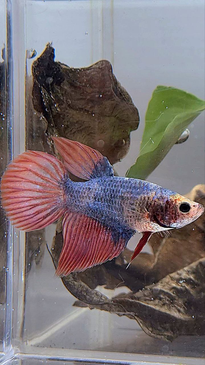 XL FEMALE VEILTAIL MASCOT BETTA FISH