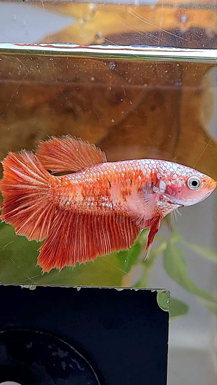 FEMALE HALFMOON RED GOLD GALAXY RGG BETTA FISH