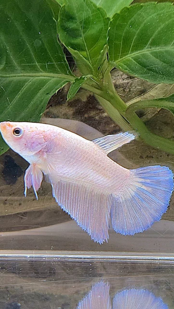 XL FEMALE HALFMOON PINK FLAMINGGO BETTA FISH