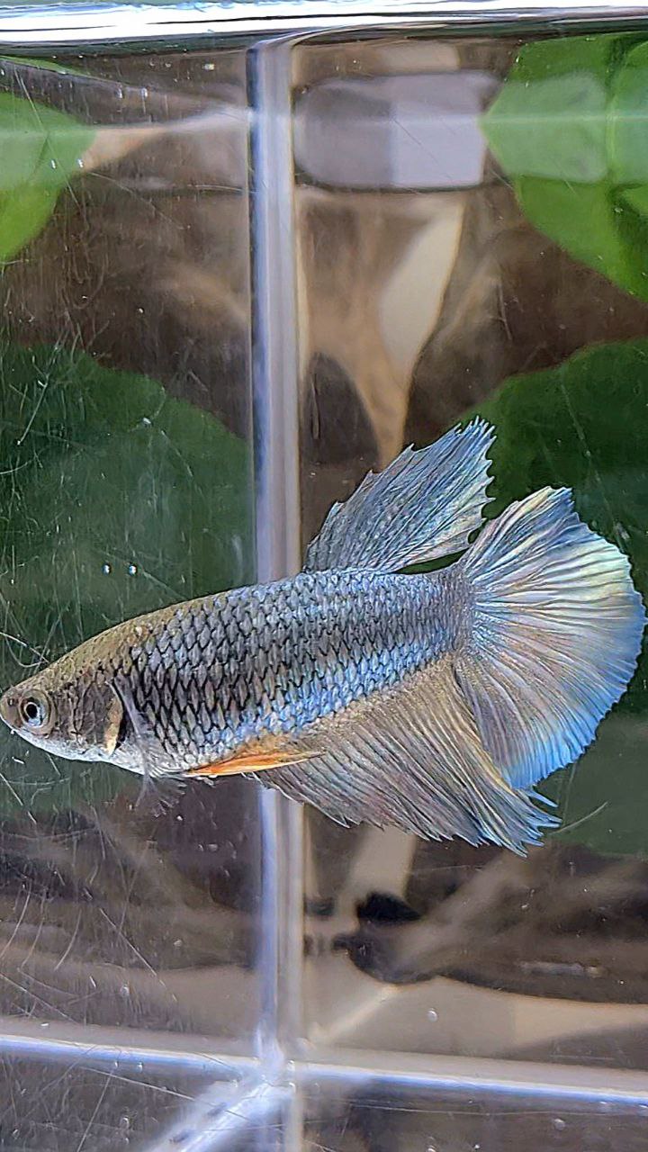 XL FEMALE HALFMOON COPPER YELLOW BETTA FISH