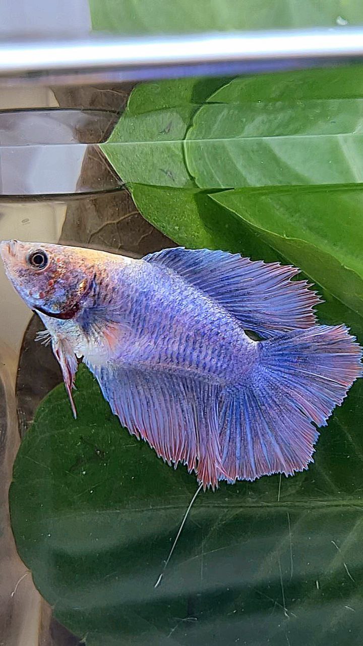 FEMALE HALFMOON DOUBLE TAIL PURPLE MASCOT BETTA FISH