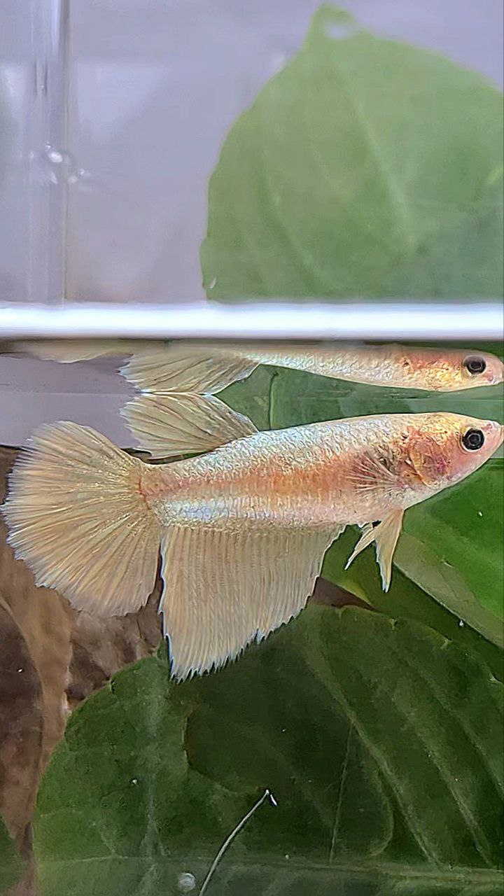 FEMALE HALFMOON SUPER GOLD BETTA FISH