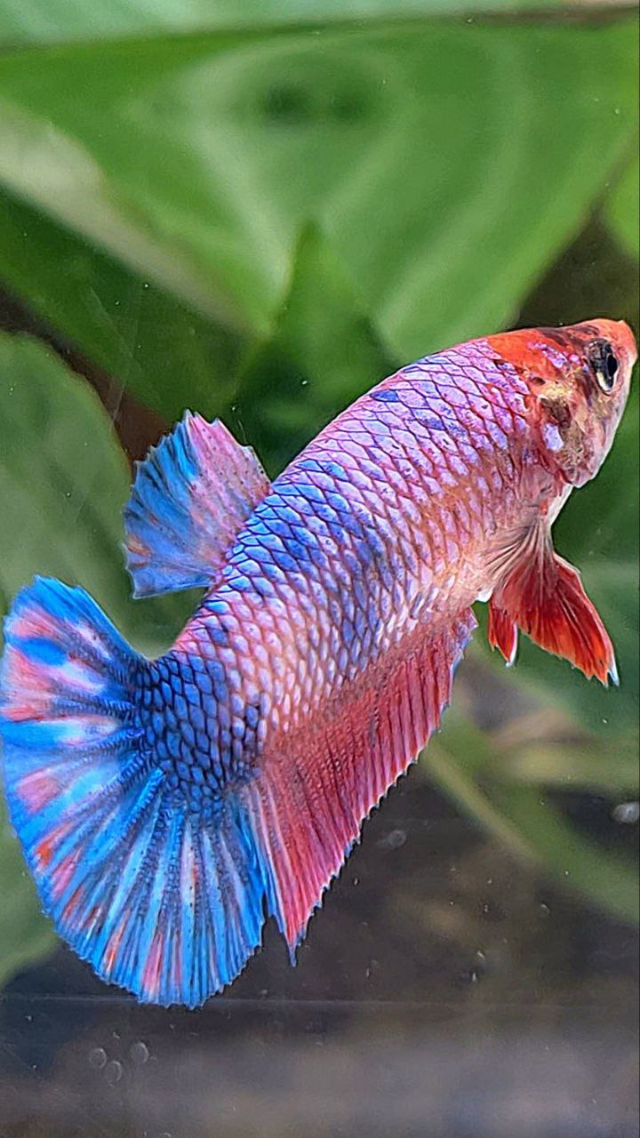 FEMALE PLAKAT FANCY MULTICOLOR BETTA FISH