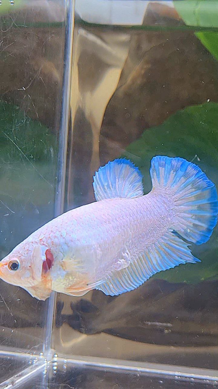 XL FEMALE PLAKAT WHITE FANCY BLUERIM BETTA FISH