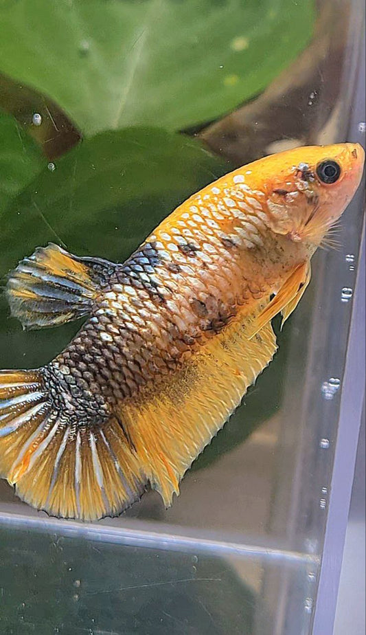 XL FEMALE PLAKAT YELLOW COPPER FANCY BETTA FISH