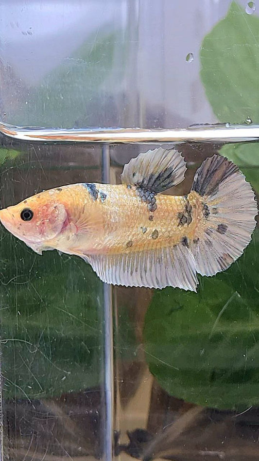 XL FEMALE PLAKAT WHITE YELLOW COPPER DOTS MARBLE BETTA FISH