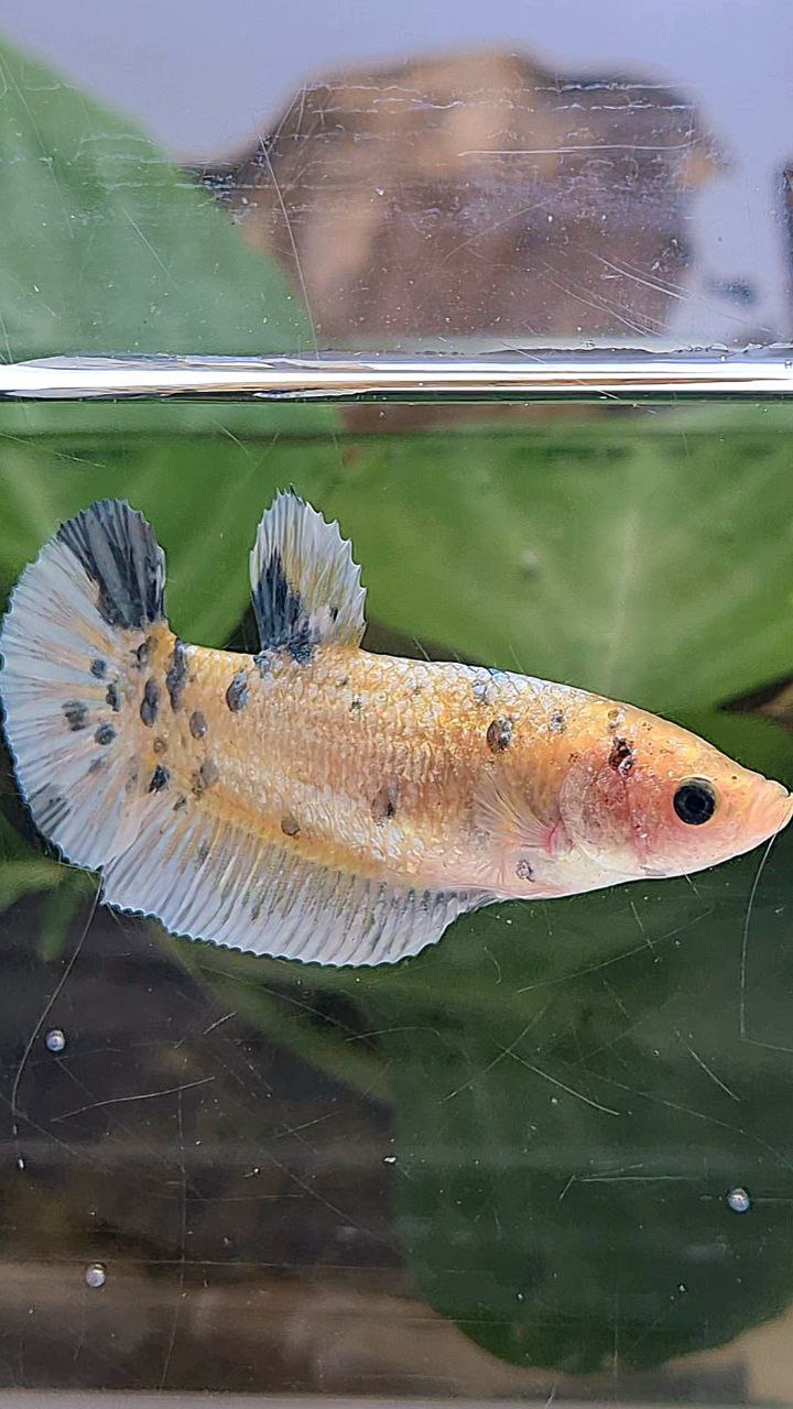 XL FEMALE PLAKAT WHITE YELLOW COPPER DOTS MARBLE BETTA FISH