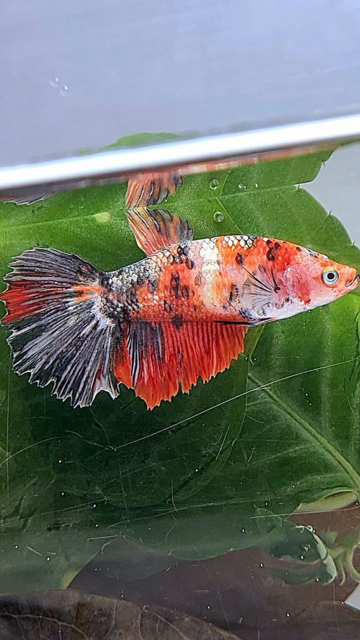 XL FEMALE HALFMOON RED COPPER FANCY MULTICOLOR BETTA FISH