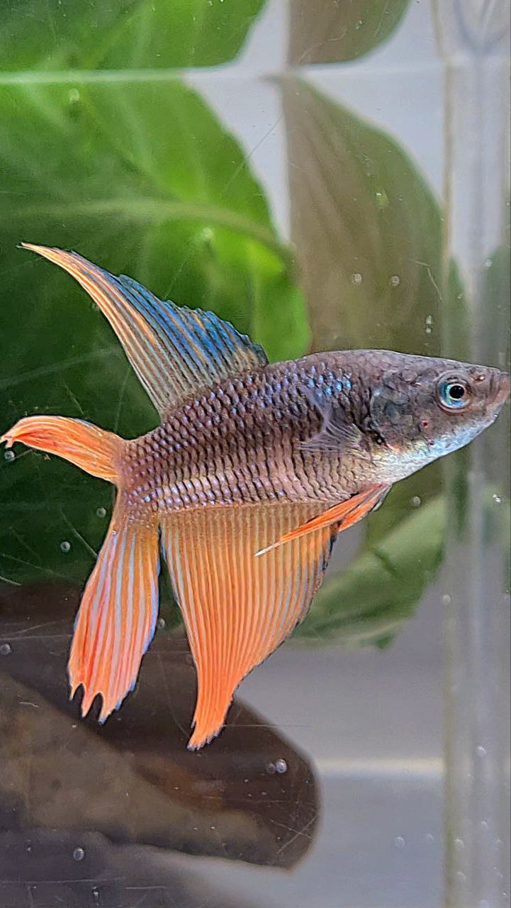 FEMALE VEILTAIL DOUBLE TAIL ORANGE DARK BETTA FISH