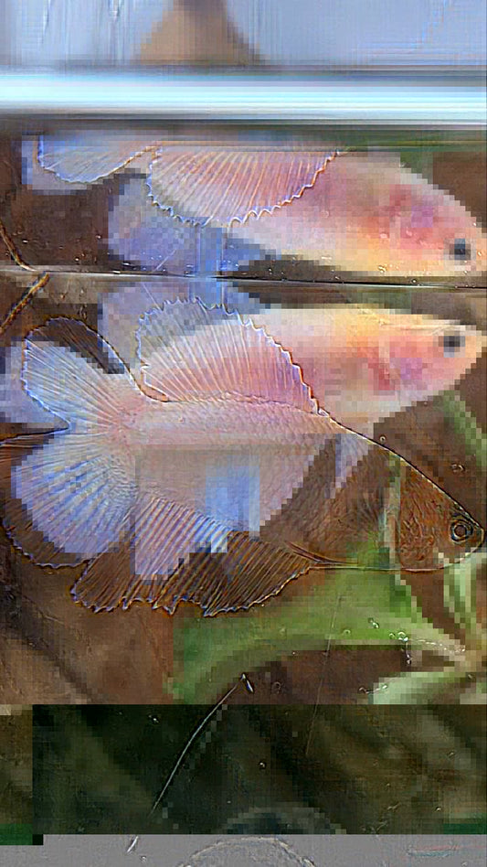 FEMALE HALFMOON DOUBLE TAIL PINK BETTA FISH