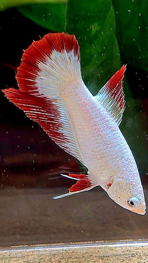 LUXURY FEMALE HALFMOON RED DRAGON SNOW PATTERN BETTA FISH