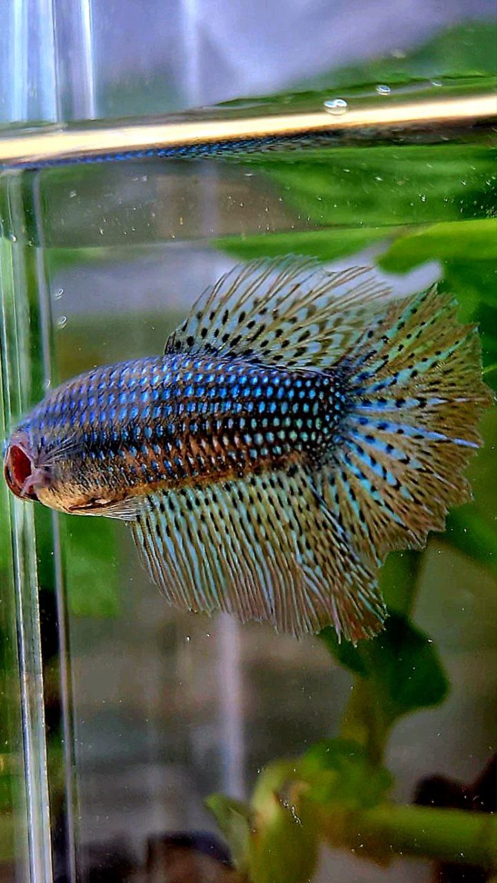 3 FISH LUXURY FEMALE HALFMOON ROSETAIL ALIEN GREEN HYBRID WILD BETTA FISH & CROWNTAIL ALIEN GREEN HYBRID WILD BETTA & FEMALE PLAKAT VANDA VIOLET