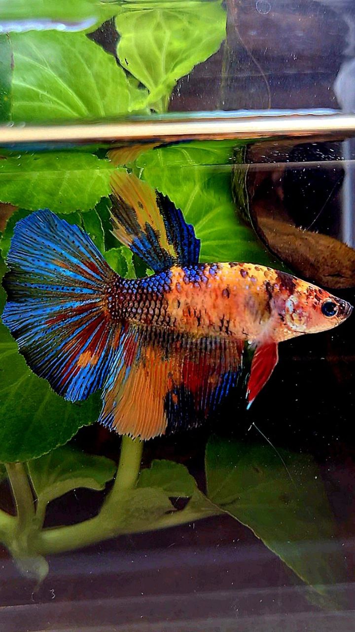 FEMALE HALFMOON OVERTAIL ORANGE KOI MULTICOLOR BETTA FISH