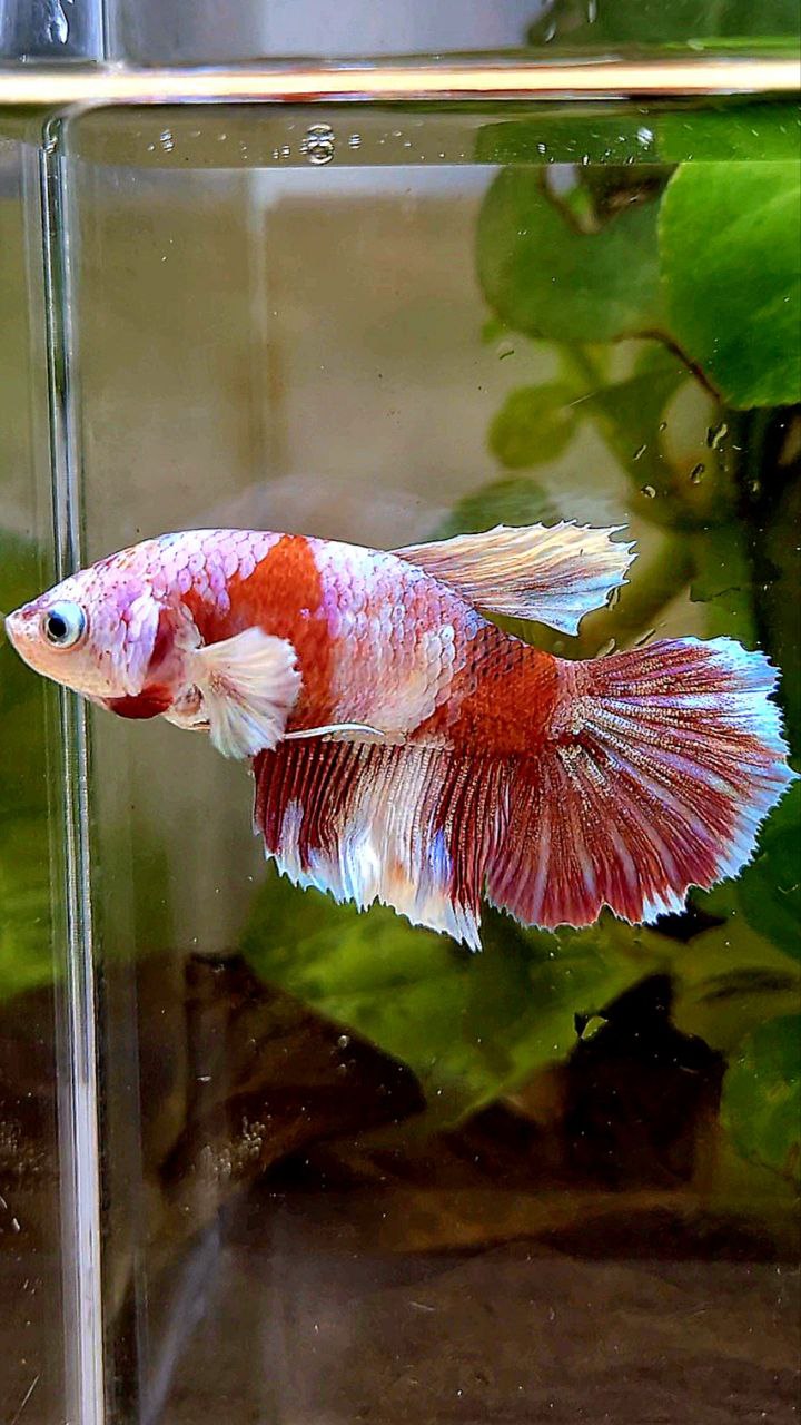 FEMALE HALFMOON BARONGSAI RED WHITE GALAXY MULTICOLOR BETTA FISH