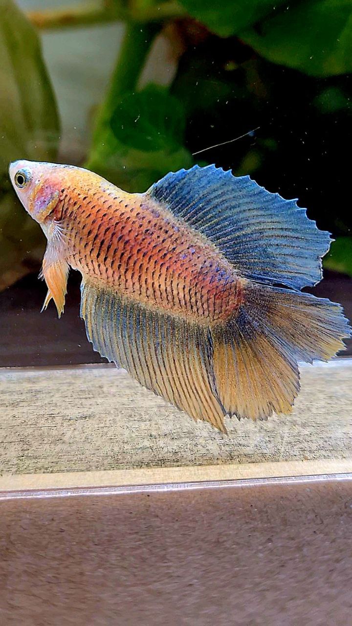 FEMALE HALFMOON DOUBLE TAIL BLUE YELLOW MASCOT BETTA FISH