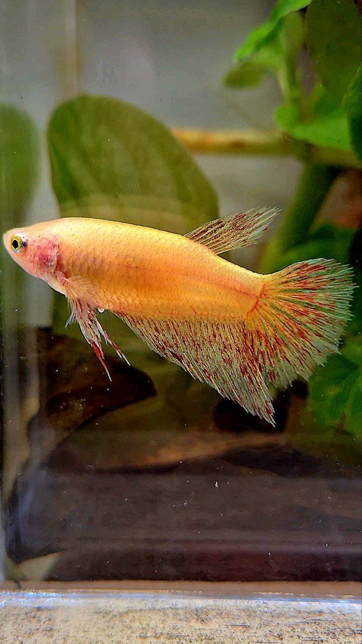 FEMALE HALFMOON SUPER VANDA YELLOW BETTA FISH