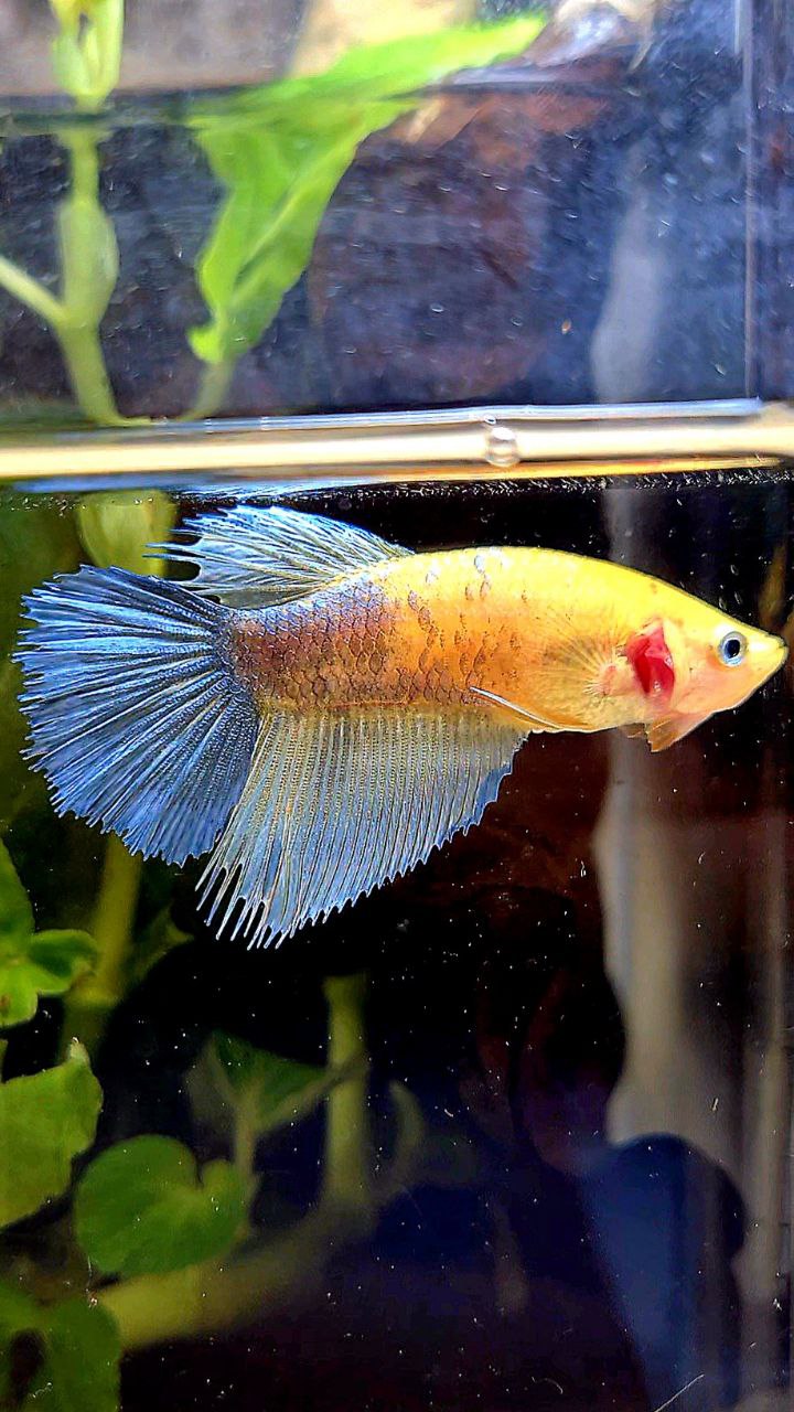 FEMALE HALFSUN CROWNTAIL YELLOW COPPER BETTA FISH