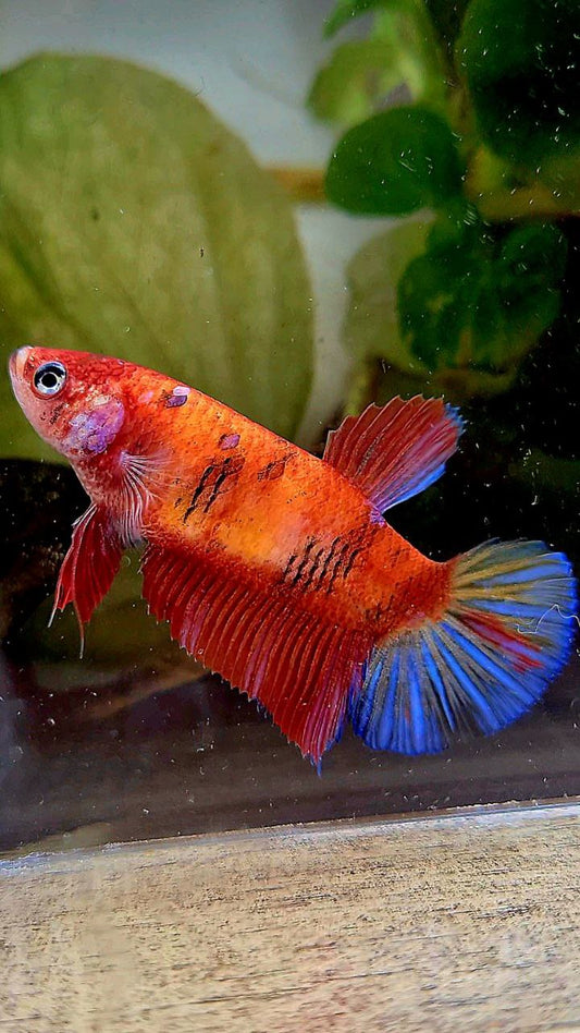 FEMALE PLAKAT BOLD KOI MULTICOLOR ORANGE RED BETTA FISH
