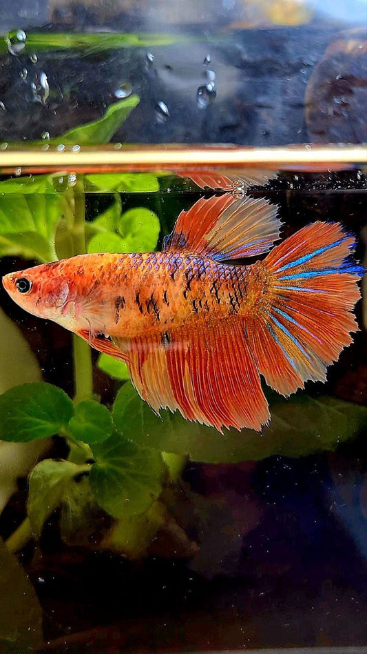 FEMALE HALFMOON ROSETAIL ORANGE KOI MULTICOLOR BETTA FISH