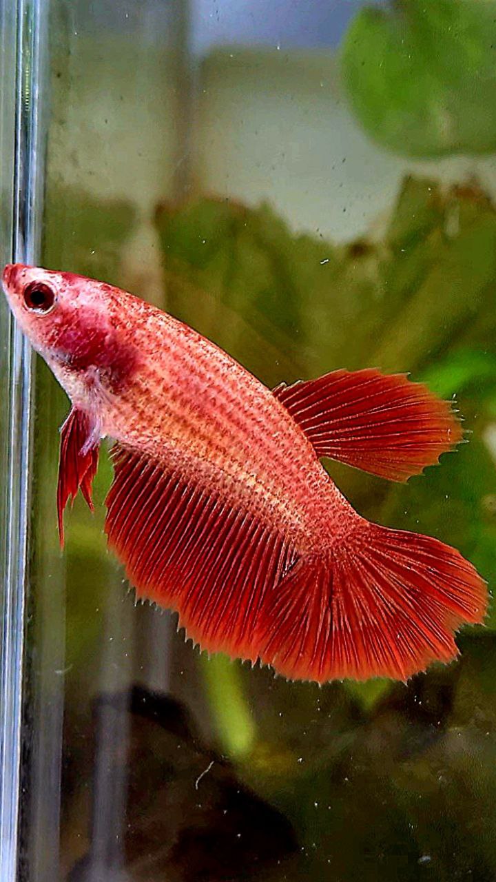 FEMALE HALFMOON SUPER RED BETTA FISH