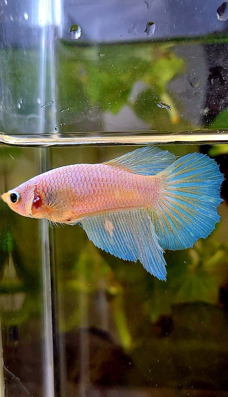 FEMALE HALFMOON WHITE OPAQUE BETTA FISH