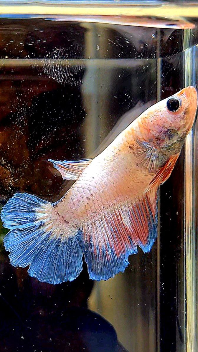 FEMALE HALFMOON FLAMINGGO BLUE BETTA FISH