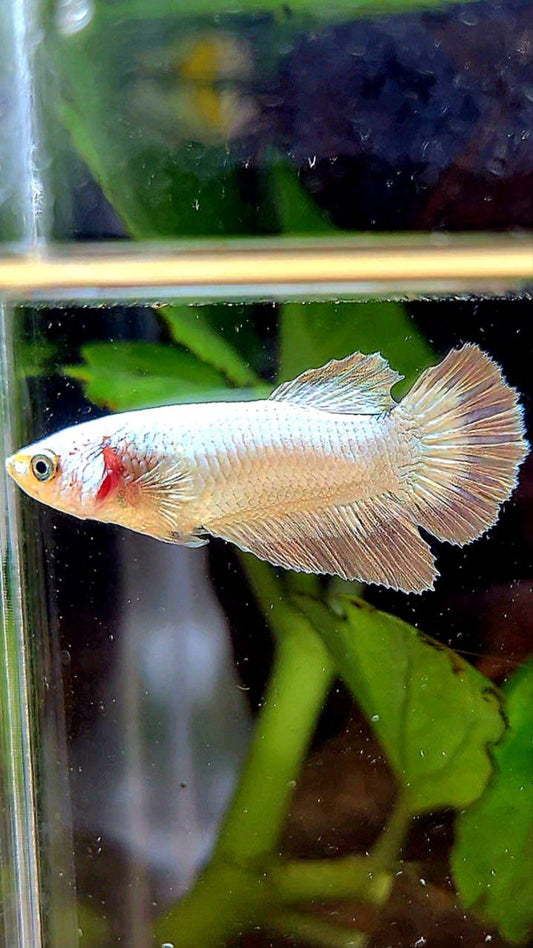 FEMALE HALFMOON COPPER RIM BETTA FISH