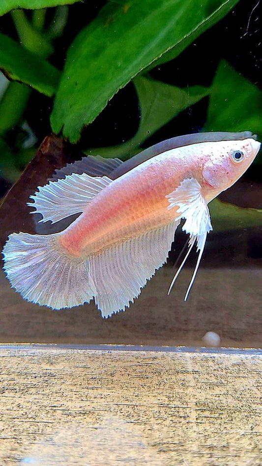 FEMALE HALFMOON DUMBO EAR WHITE PLATINUM BETTA FISH