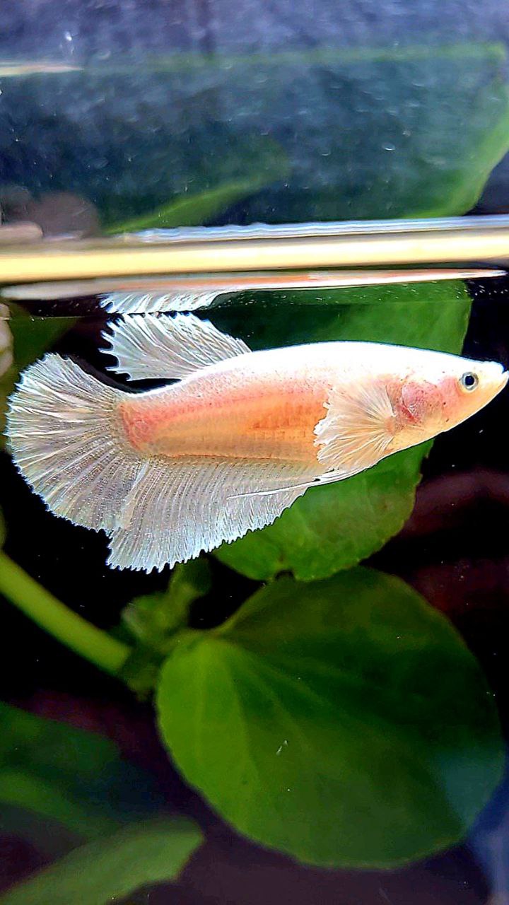 FEMALE HALFMOON DUMBO EAR WHITE PLATINUM BETTA FISH