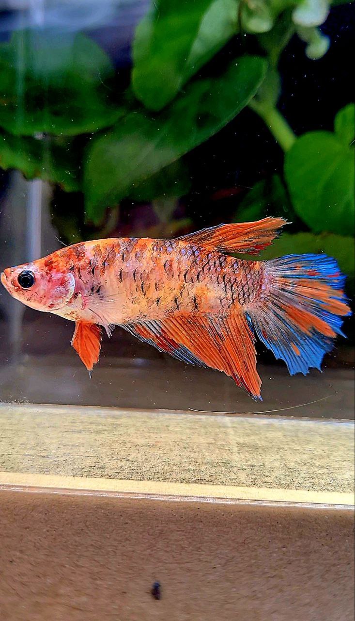 XL FEMALE HALFMOON KOI MULTICOLOR BETTA FISH