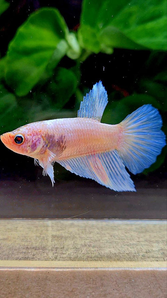 FEMALE HALFMOON WHITE OPAQUE BETTA FISH