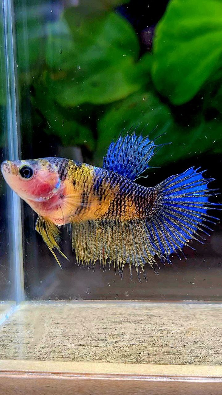 FEMALE CROWNTAIL HALFSUN YELLOW BLUE KOI MULTICOLOR BETTA FISH