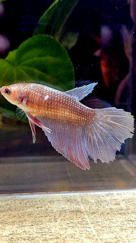 FEMALE HALFMOON COPPER KOI BETTA FISH