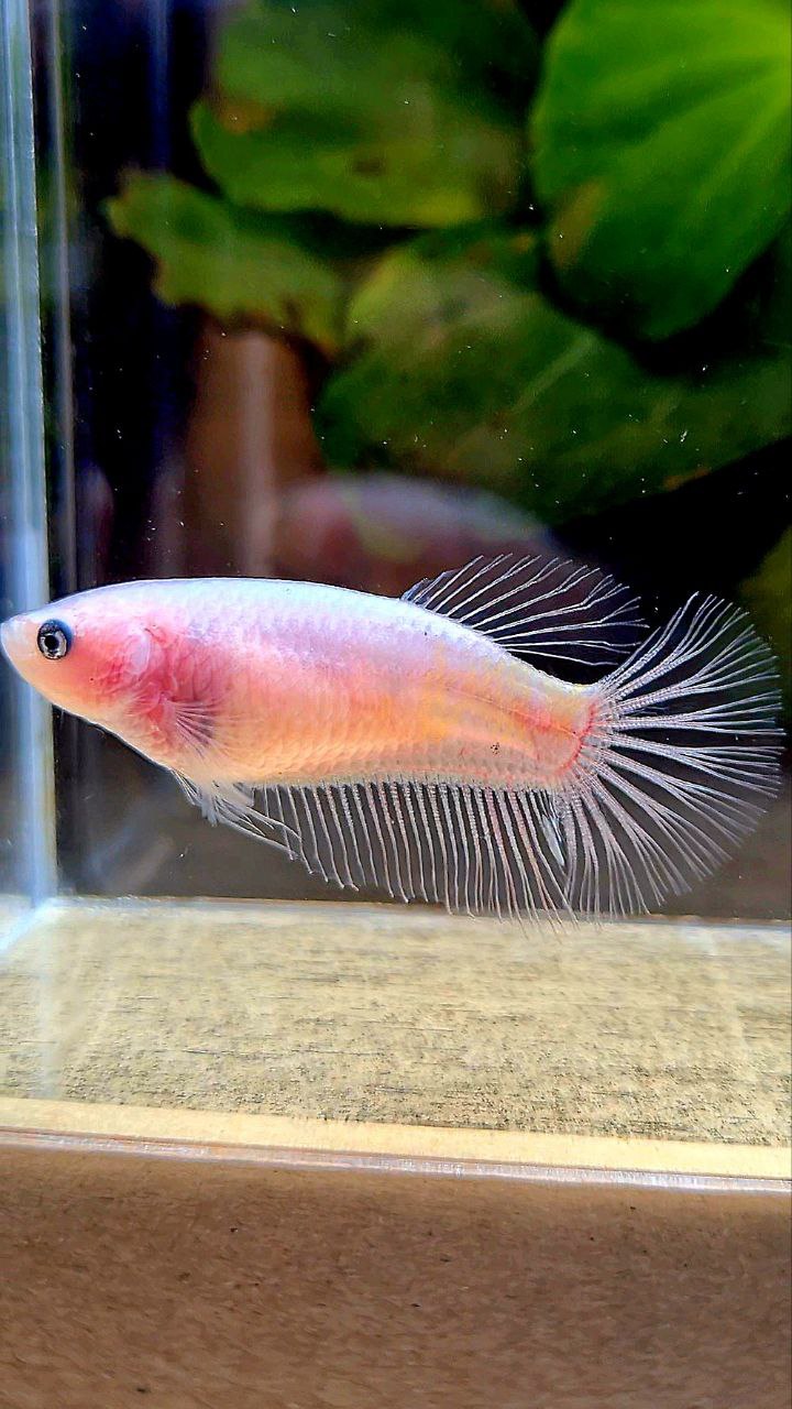 FEMALE HALFMOON CELLPOHANE TRANSPARENT BETTA FISH