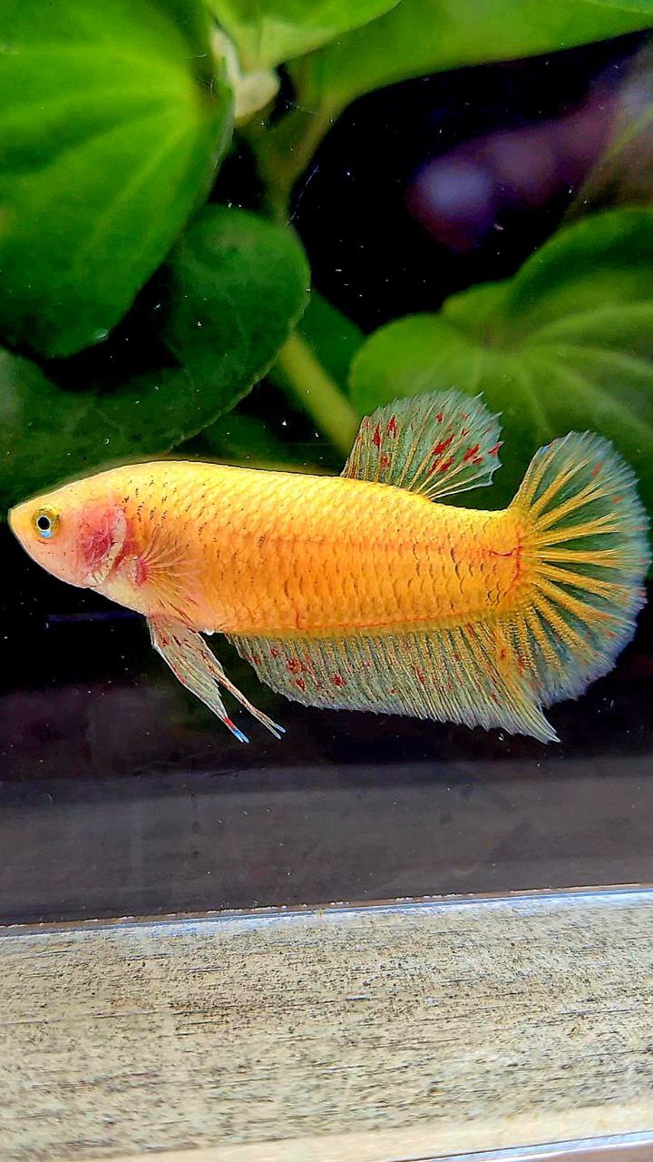 FEMALE PLAKAT YELLOW VANDA BETTA FISH
