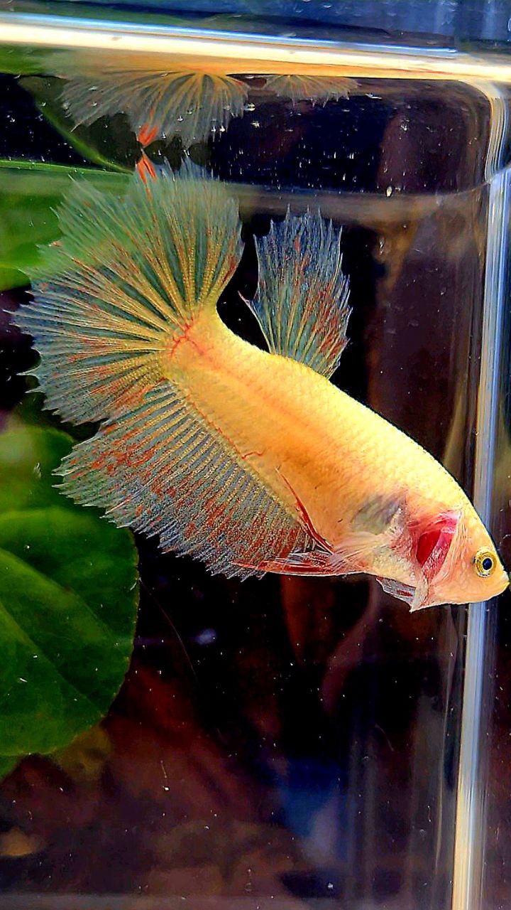 FEMALE HALFMOON YELLOW VANDA BETTA FISH