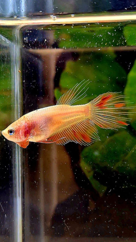 FEMALE VEILTAIL ARMAGEDDON BETTA FISH