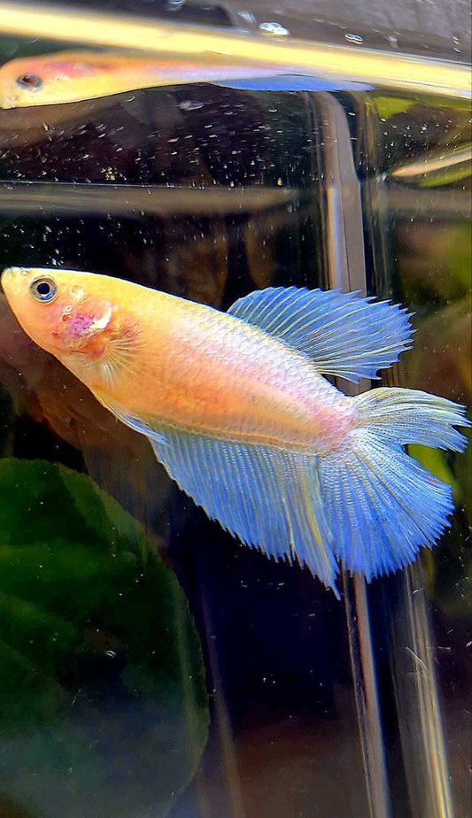 FEMALE HALFMOON DOUBLE TAIL WHITE OPAQUE CELLOPHANE BETTA FISH