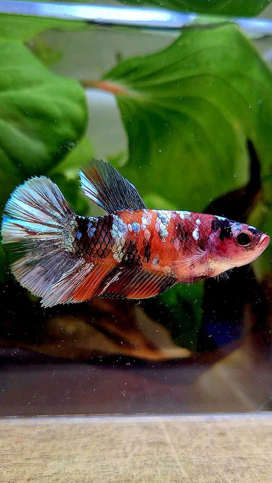 FEMALE PLAKAT ORANGE COPPER GALAXY MULTICOLOR BETTA FISH