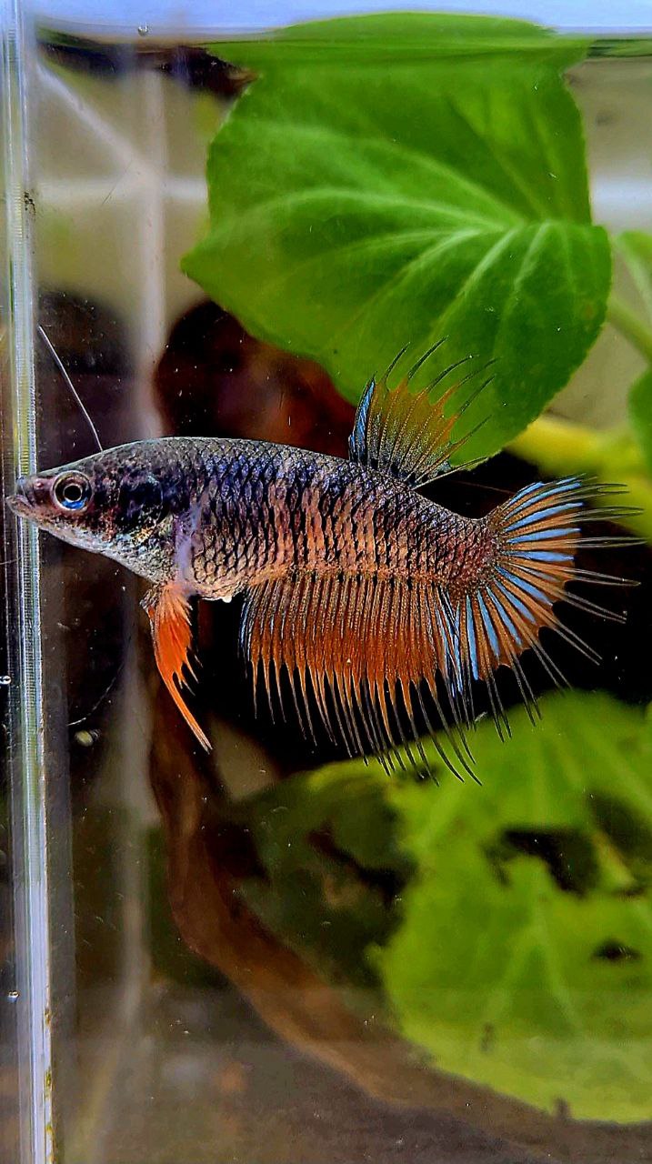 FEMALE KING CROWNTAIL ORANGE PINEAPPLE BETTA FISH