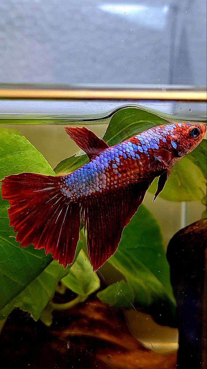 FEMALE HALFMOON FANCY MULTICOLOR BETTA FISH