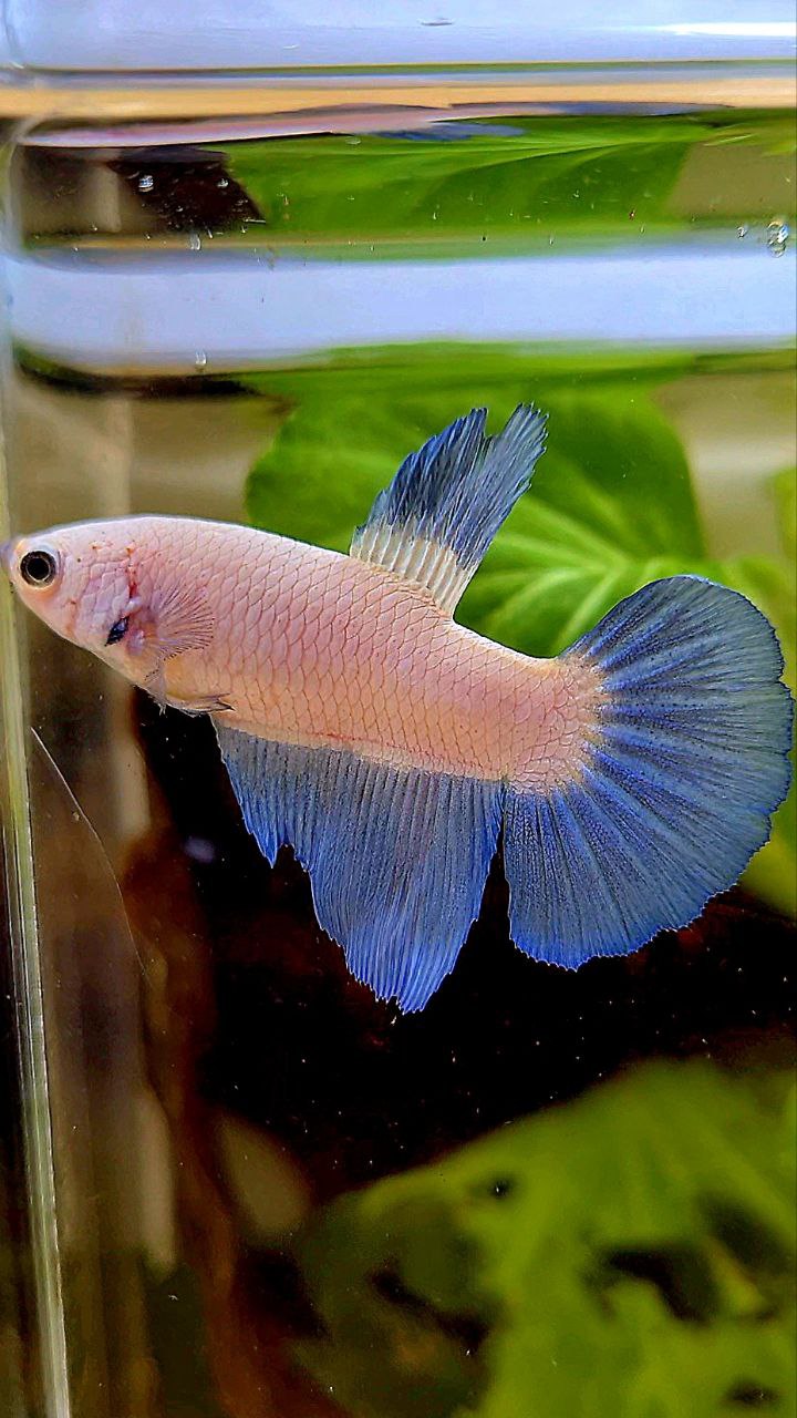 FEMALE HALFMOON BLUE RIM BICOLOR BETTA FISH